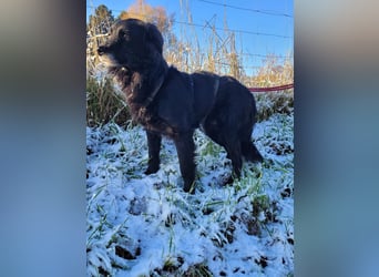sanfter freundlicher Retriever Mischlings-Rüde Nino sucht ein Zuhause