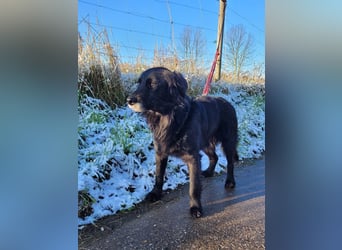 sanfter freundlicher Retriever Mischlings-Rüde Nino sucht ein Zuhause