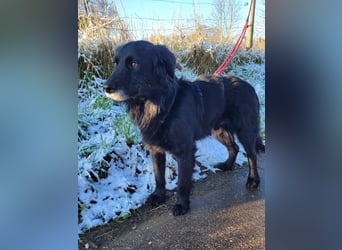 sanfter freundlicher Retriever Mischlings-Rüde Nino sucht ein Zuhause