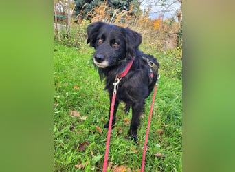 sanfter freundlicher Retriever Mischlings-Rüde Nino sucht ein Zuhause