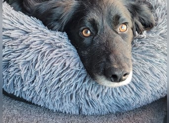sanfter freundlicher Retriever Mischlings-Rüde Nino sucht ein Zuhause