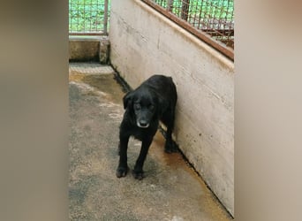 hübscher Retriever Mischlings-Rüde Nino sucht ein Zuhause oder Pflegestelle