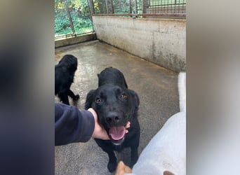 freundlicher Retriever Mischlings-Rüde Ravioli sucht seine Menschen