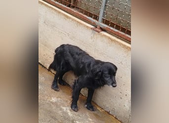 hübscher Retriever Mischlings-Rüde Nino sucht ein Zuhause oder Pflegestelle
