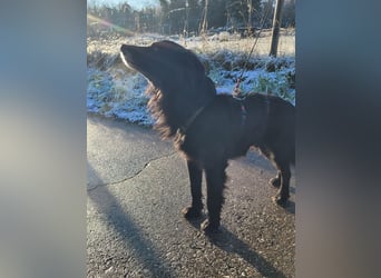 sanfter freundlicher Retriever Mischlings-Rüde Nino sucht ein Zuhause