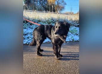 sanfter freundlicher Retriever Mischlings-Rüde Nino sucht ein Zuhause