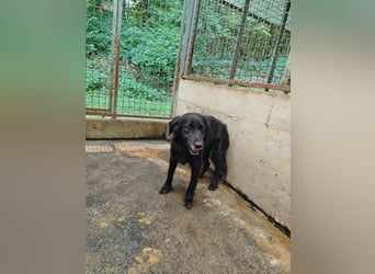 hübscher Retriever Mischlings-Rüde Nino sucht ein Zuhause oder Pflegestelle