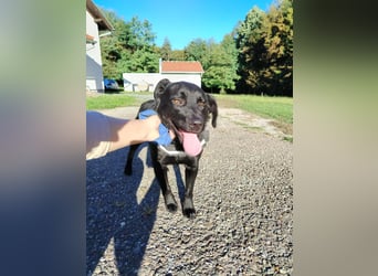 freundlicher Retriever Mischlings-Rüde Ravioli sucht seine Menschen