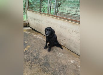 hübscher Retriever Mischlings-Rüde Nino sucht ein Zuhause oder Pflegestelle