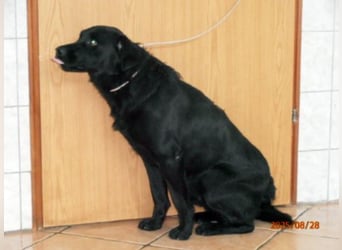 hübscher Retriever Mischlings-Rüde Ravioli sucht ein Zuhause oder Pflegestelle