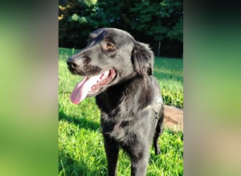 fröhlicher Retriever Mischlings-Rüde Sebbo sucht ein Zuhause