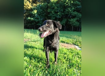 fröhlicher Retriever Mischlings-Rüde Sebbo sucht ein Zuhause