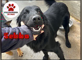 fröhlicher Retriever Mischlings-Rüde Sebbo sucht ein Zuhause
