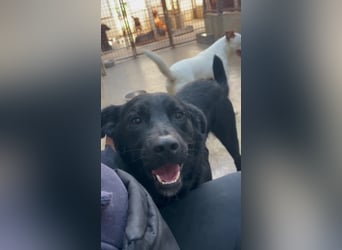 freundlicher Retriever Mischlings-Rüde Ravioli sucht seine Menschen