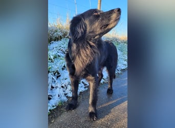 sanfter freundlicher Retriever Mischlings-Rüde Nino sucht ein Zuhause