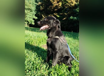 fröhlicher Retriever Mischlings-Rüde Sebbo sucht ein Zuhause