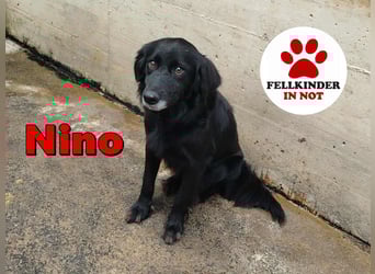 hübscher Retriever Mischlings-Rüde Nino sucht ein Zuhause oder Pflegestelle