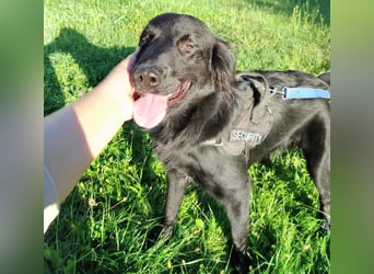 fröhlicher Retriever Mischlings-Rüde Sebbo sucht ein Zuhause