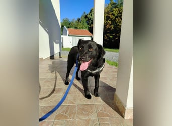 freundlicher Retriever Mischlings-Rüde Ravioli sucht seine Menschen