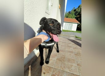 freundlicher Retriever Mischlings-Rüde Ravioli sucht seine Menschen