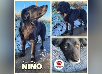 sanfter freundlicher Retriever Mischlings-Rüde Nino sucht ein Zuhause