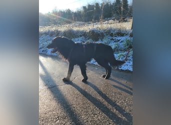 sanfter freundlicher Retriever Mischlings-Rüde Nino sucht ein Zuhause