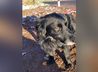 sanfter freundlicher Retriever Mischlings-Rüde Nino sucht ein Zuhause