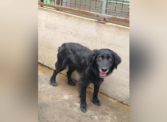 hübscher Retriever Mischlings-Rüde Nino sucht ein Zuhause oder Pflegestelle