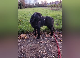 sanfter freundlicher Retriever Mischlings-Rüde Nino sucht ein Zuhause