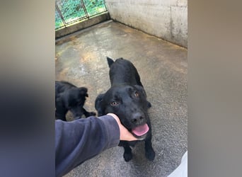 freundlicher Retriever Mischlings-Rüde Ravioli sucht seine Menschen