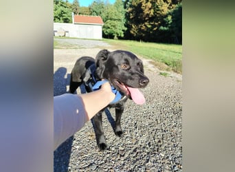 freundlicher Retriever Mischlings-Rüde Ravioli sucht seine Menschen