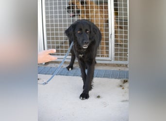 Avena - die Sanftheit im Puschelfell