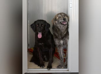 Avena - die Sanftheit im Puschelfell