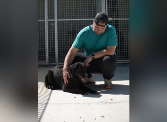 Avena - die Sanftheit im Puschelfell