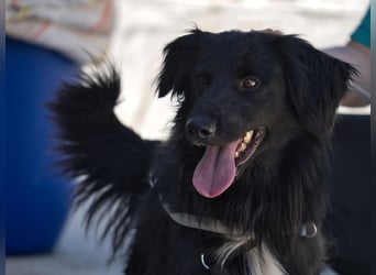 Sonic - eine Puschel-Rakete