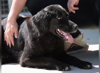 Avena - die Sanftheit im Puschelfell