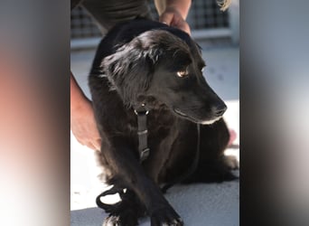 Avena - die Sanftheit im Puschelfell