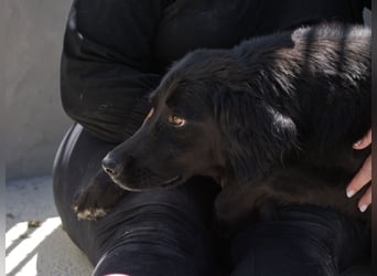 Avena - die Sanftheit im Puschelfell