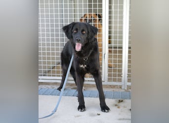 Avena - die Sanftheit im Puschelfell