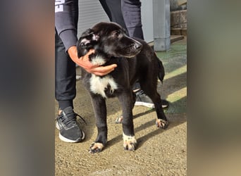 Tessa: möchte spielen, toben, lernen