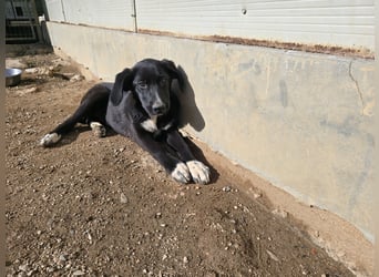 Tessa: möchte spielen, toben, lernen