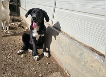 Tessa: möchte spielen, toben, lernen