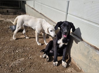 Tessa: möchte spielen, toben, lernen