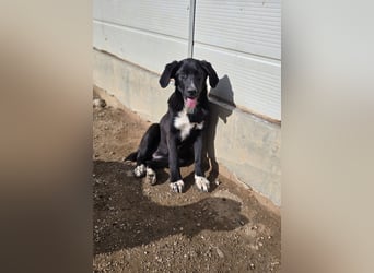 Tessa: möchte spielen, toben, lernen