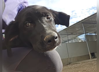 Tessa: möchte spielen, toben, lernen