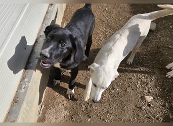 Tessa: möchte spielen, toben, lernen