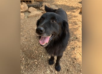 CICCIO   ein echter Schatz sucht sein FürImmerZuhause