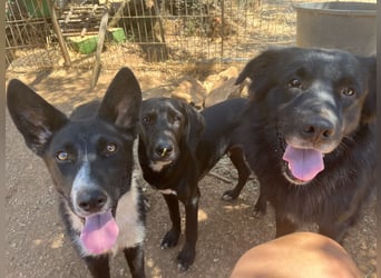 CICCIO   ein echter Schatz sucht sein FürImmerZuhause