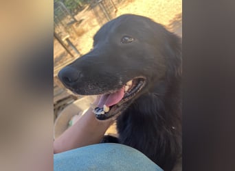 CICCIO   ein echter Schatz sucht sein FürImmerZuhause