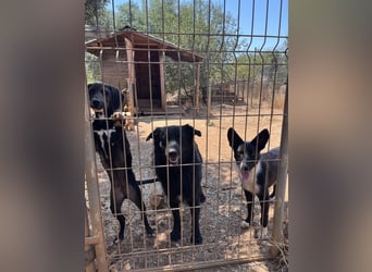 CICCIO   ein echter Schatz sucht sein FürImmerZuhause